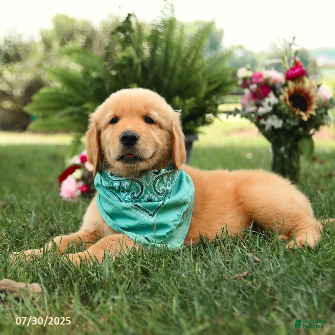 Golden Retriever dogs for sale: Murphy - Image 1