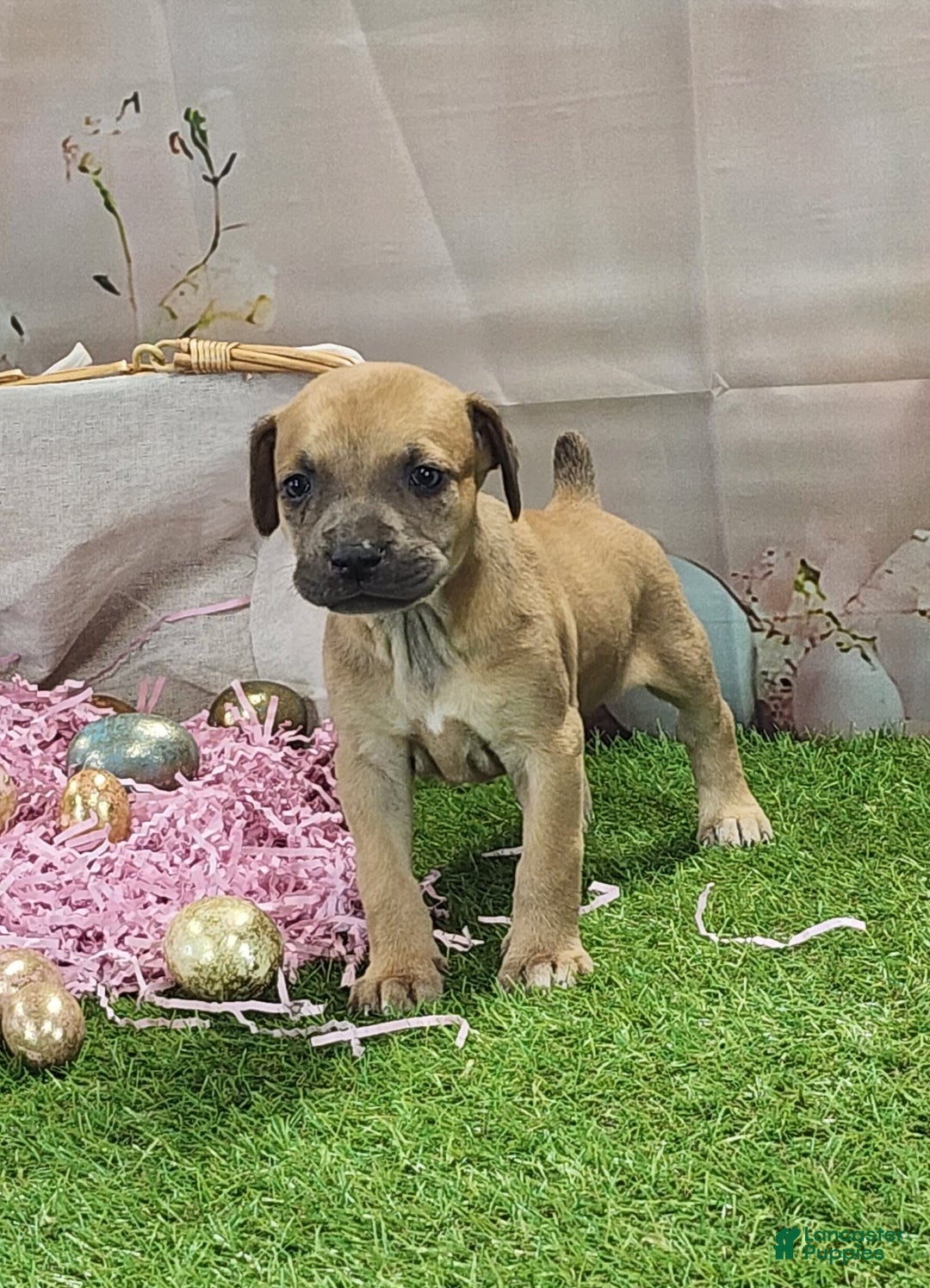 Catahoula Leopard Dog dogs for sale: Goldie 2025 F3 - Image 4