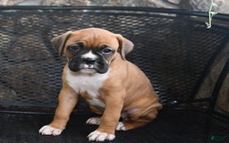 Boxer dogs for sale: Willow - Image 2