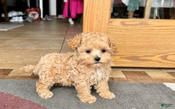 Maltipoo dogs for sale: Sherry - Image 6