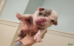 Olde English Bulldogge dogs for sale: Sweetie - Image 5