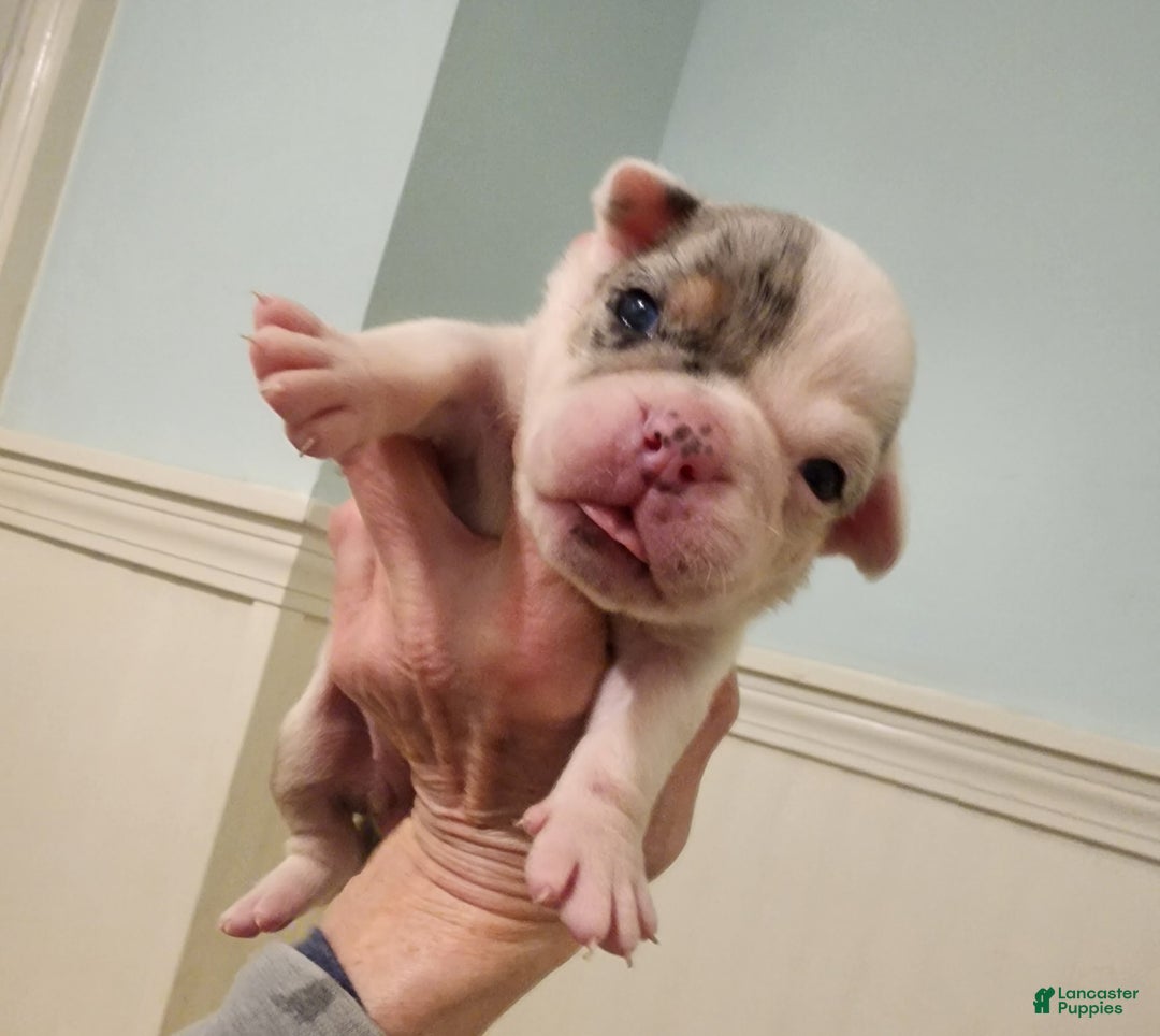 Olde English Bulldogge dogs for sale: Sweetie - Image 5