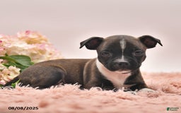 Boston Terrier dogs for sale: Samantha - Image 1