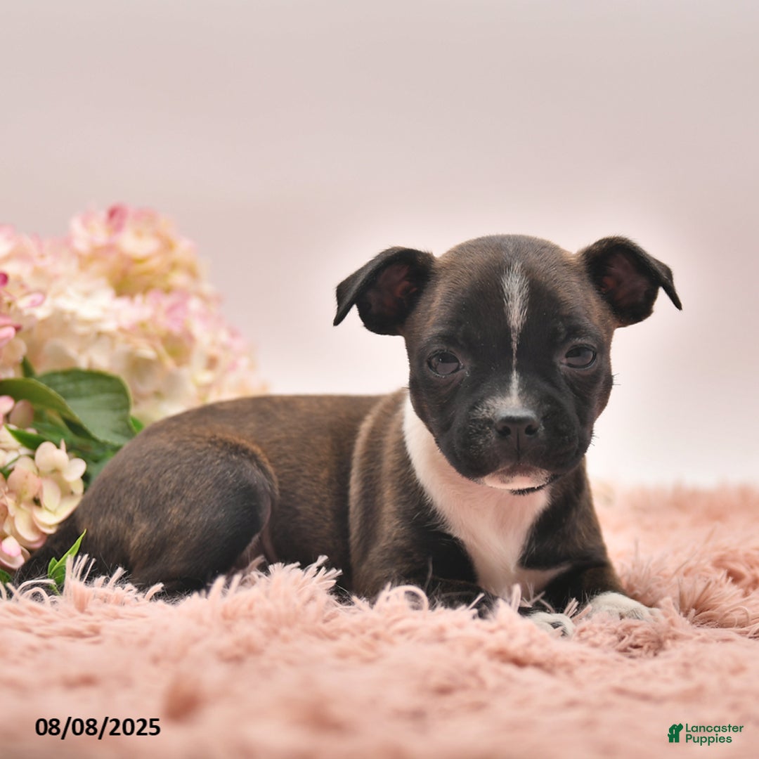 Boston Terrier dogs for sale: Samantha - Image 1