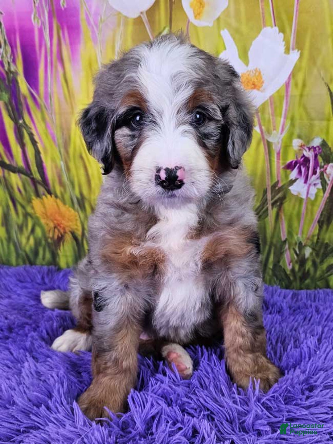 Mini Bernedoodle dogs for sale: Laker - Image 1