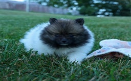 Pomeranian dogs for sale: Betzy - Image 3