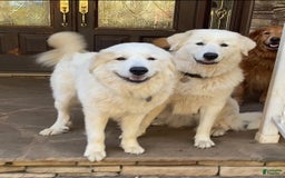 Great Pyrenees dogs for sale: Charlotte - Image 7