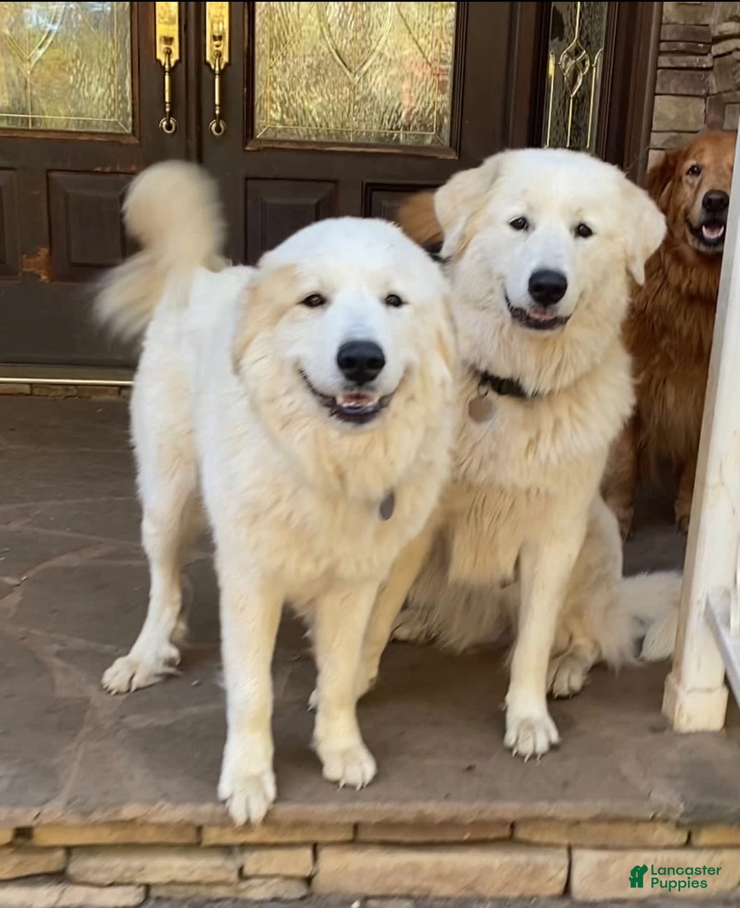 Great Pyrenees dogs for sale: Charlotte - Image 7