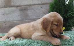 Golden Retriever dogs for sale: Mitsy - Image 4