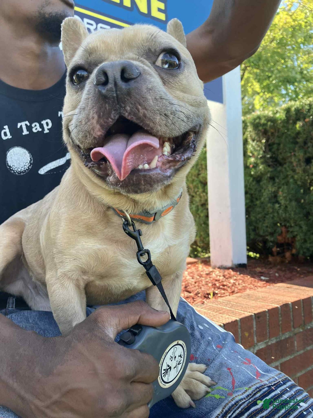 French Bulldog dogs for sale: Sosa - Image 3