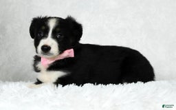 Miniature Australian Shepherd dogs for sale: Ellie - Image 9