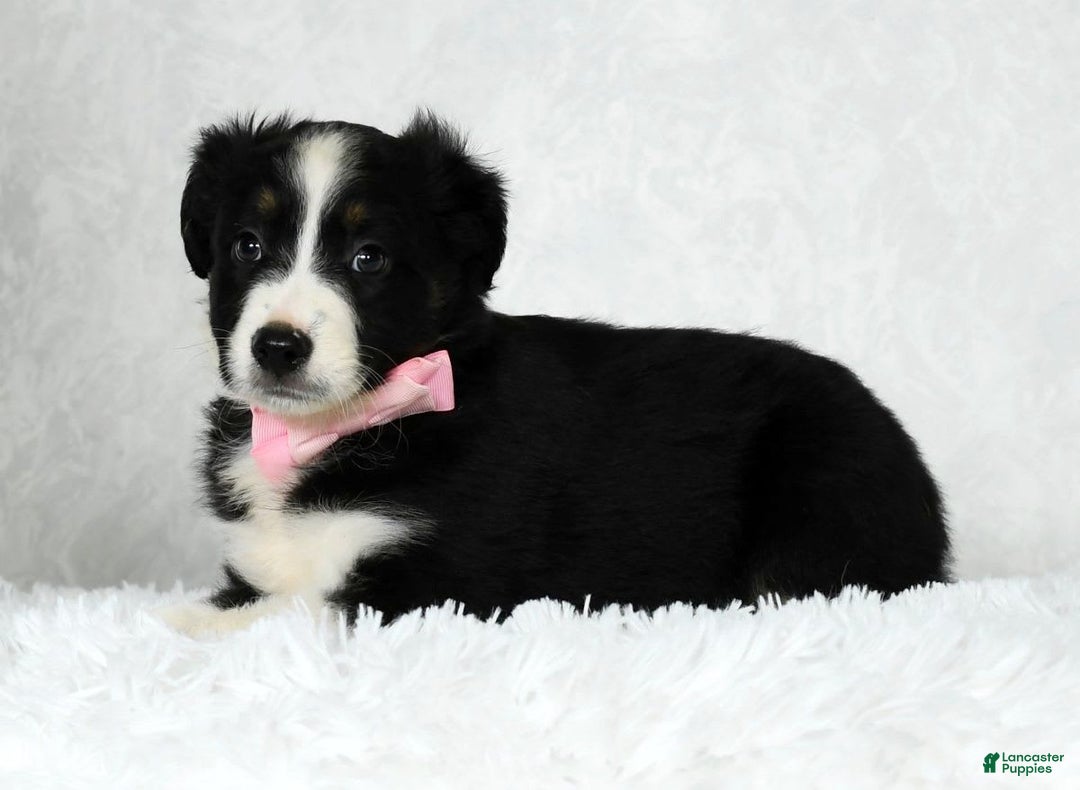 Miniature Australian Shepherd dogs for sale: Ellie - Image 9