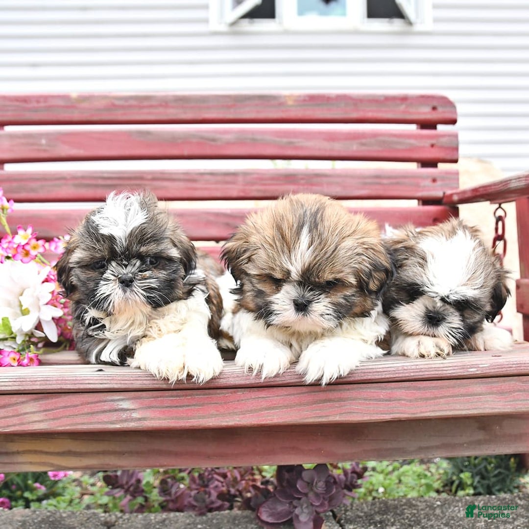 Shih Tzu dogs for sale: Charlotte - Image 7