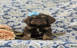 Cockapoo dogs for sale: Kristy - Image 3