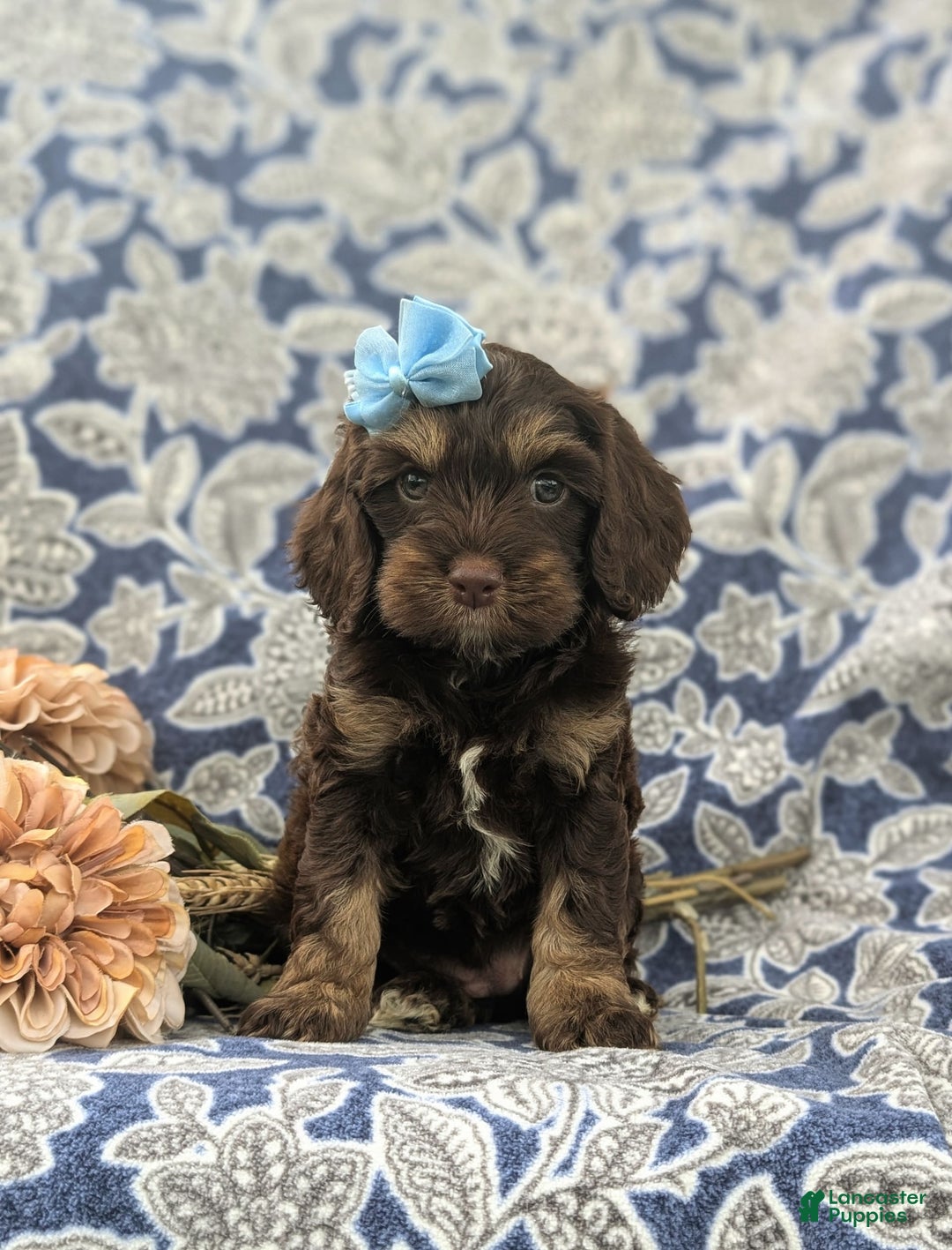 Cockapoo dogs for sale: Kristy - Image 3
