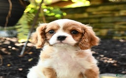 Cavalier King Charles Spaniel dogs for sale: Romeo - Image 1
