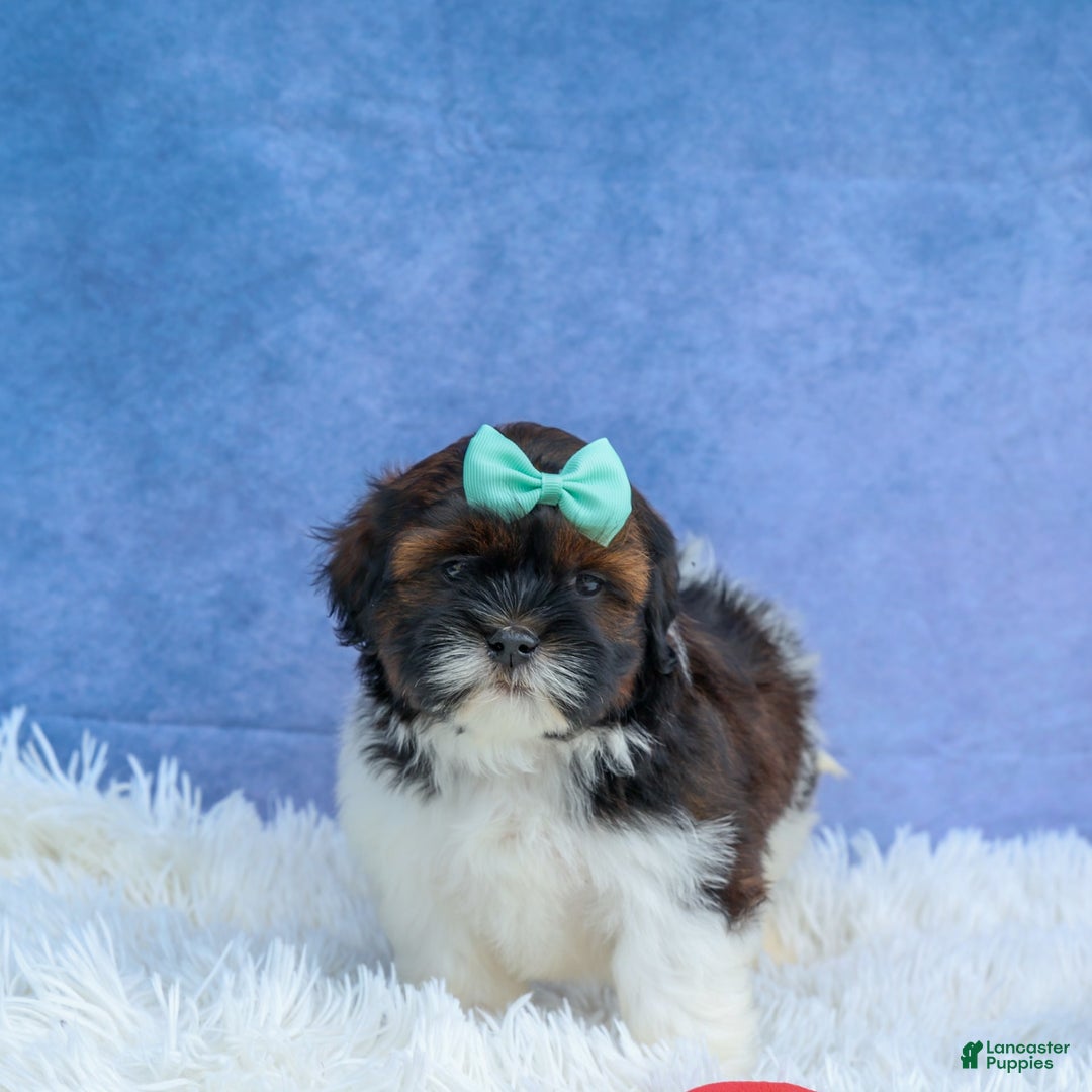 Shihpoo dogs for sale: King - Image 2