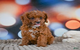 Cavapoo dogs for sale: Drover - Image 5