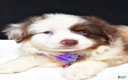 Miniature Australian Shepherd dogs for sale: June - Image 5