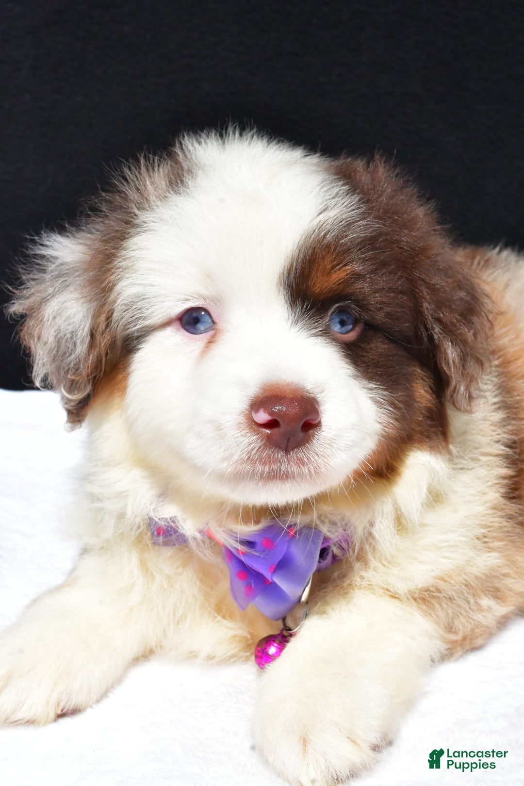Miniature Australian Shepherd dogs for sale: June - Image 5