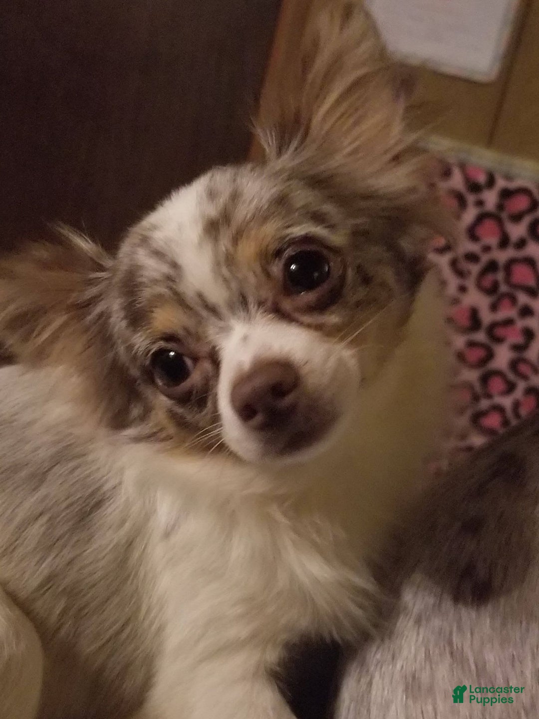 Chihuahua dogs for sale: Cedro - Image 7