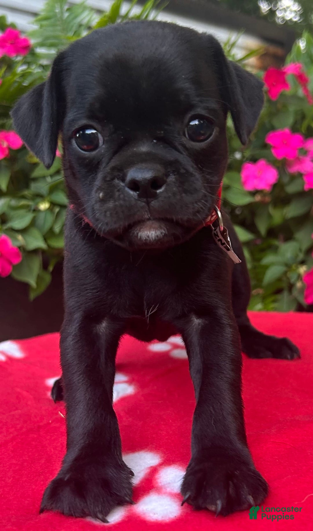 Puggle dogs for sale: Enzo - Image 5