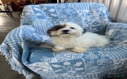 Teddy Bear dogs for sale: Teddy - Image 3