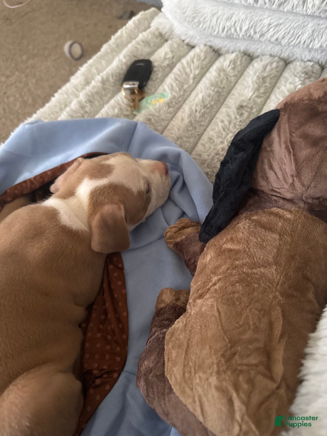 American Bully dogs for sale: Apollo - Image 2