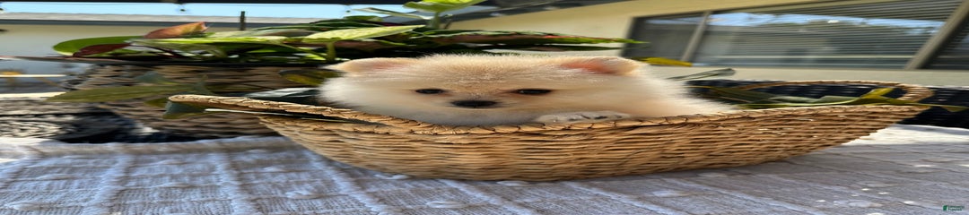 Pomeranian Puppy Male