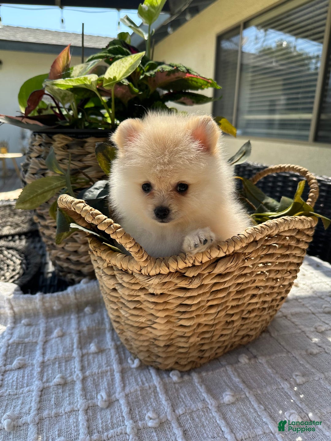 Pomeranian dogs for sale: Pomeranian Puppy Male - Image 4