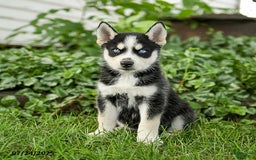 Pomsky dogs for sale: Kibbles - Image 3