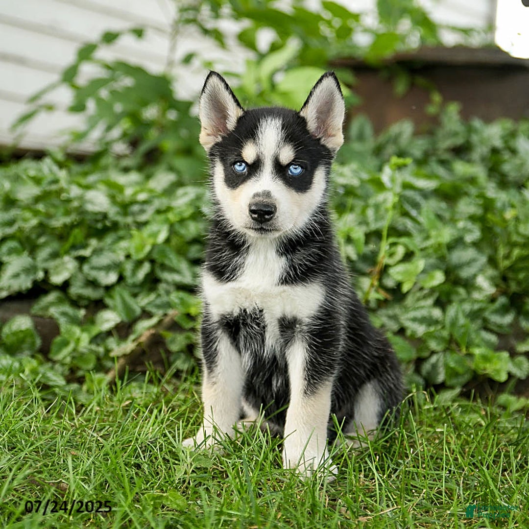 Pomsky dogs for sale: Kibbles - Image 3