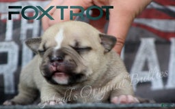 American Bully dogs for sale: Foxtrot - Image 2