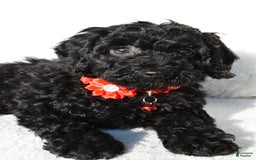 Cockapoo dogs for sale: Addy - Image 5