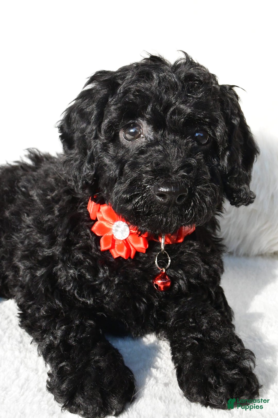 Cockapoo dogs for sale: Addy - Image 5