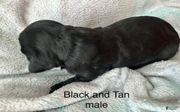 Mini Goldendoodle dogs for sale: Males Litter 2 - Image 8