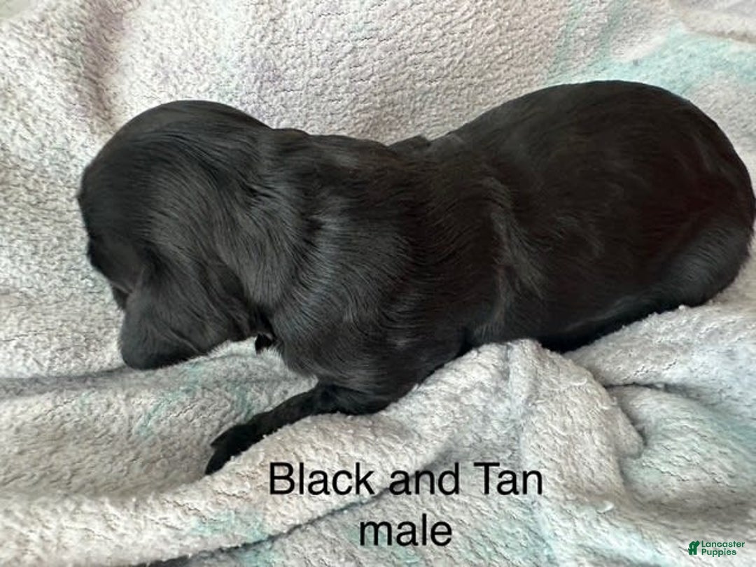 Mini Goldendoodle dogs for sale: Males Litter 2 - Image 8
