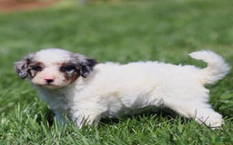 Mini Bernedoodle dogs for sale: Thorin - Image 3
