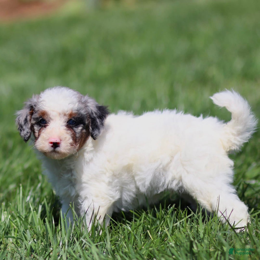 Mini Bernedoodle dogs for sale: Thorin - Image 3