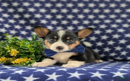 Welsh Corgi Pembroke dogs for sale: Kendall - Image 3