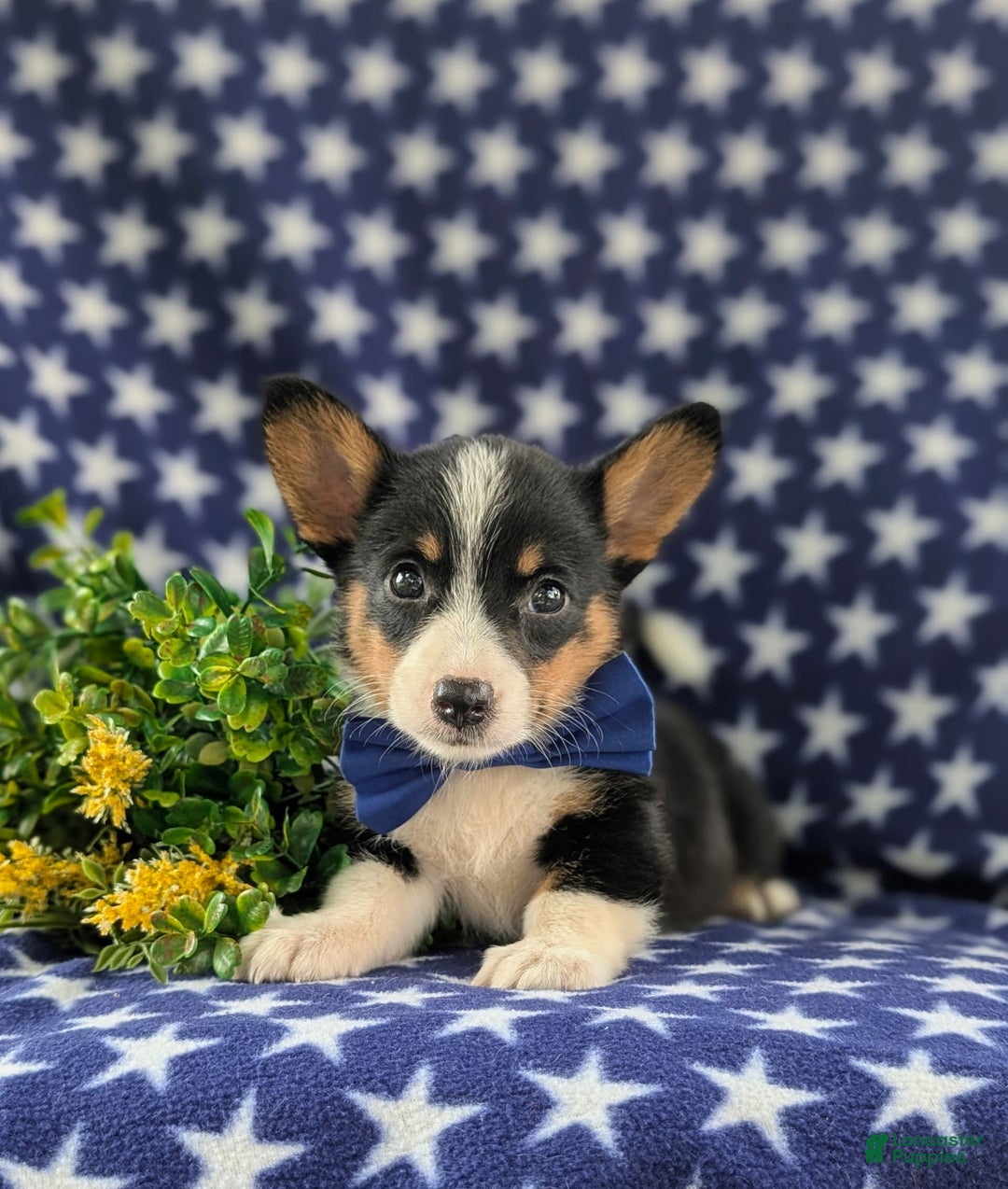 Welsh Corgi Pembroke dogs for sale: Kendall - Image 3