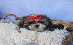 Shih Tzu dogs for sale: Lucky - Image 10