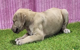Catahoula Leopard Dog dogs for sale: Duchess 2025 Female 2 - Image 1