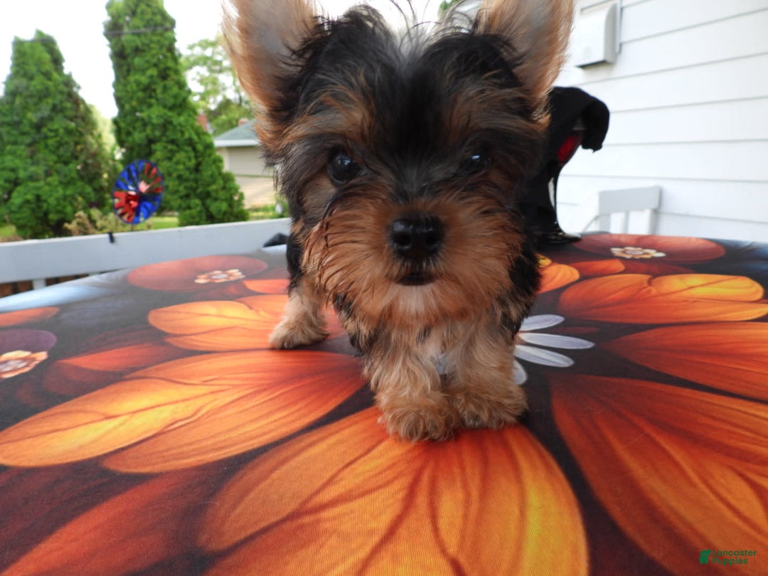 Yorkshire Terrier dogs for sale: Tt - Image 26