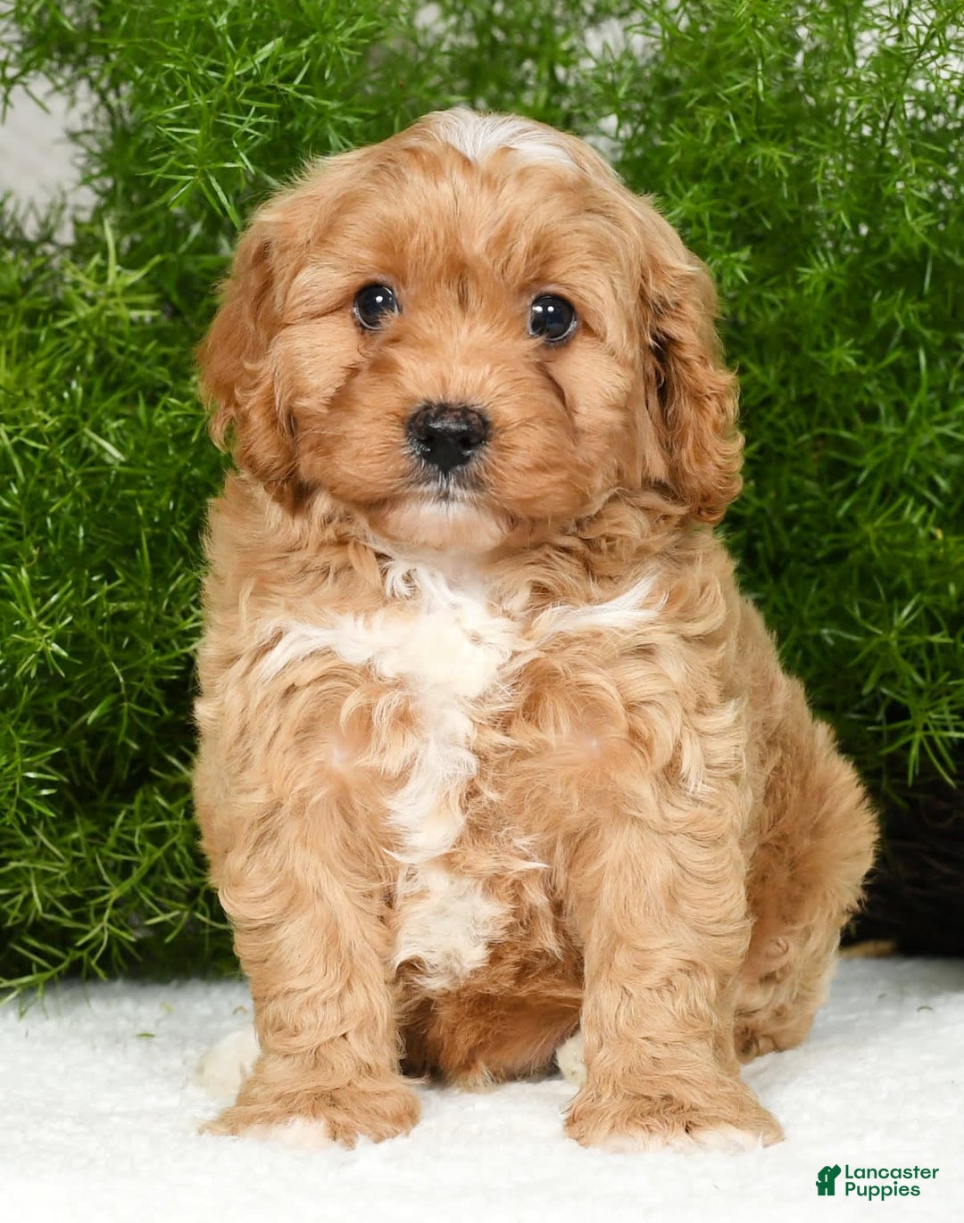 Cavapoo dogs for sale: Mighty - Image 5