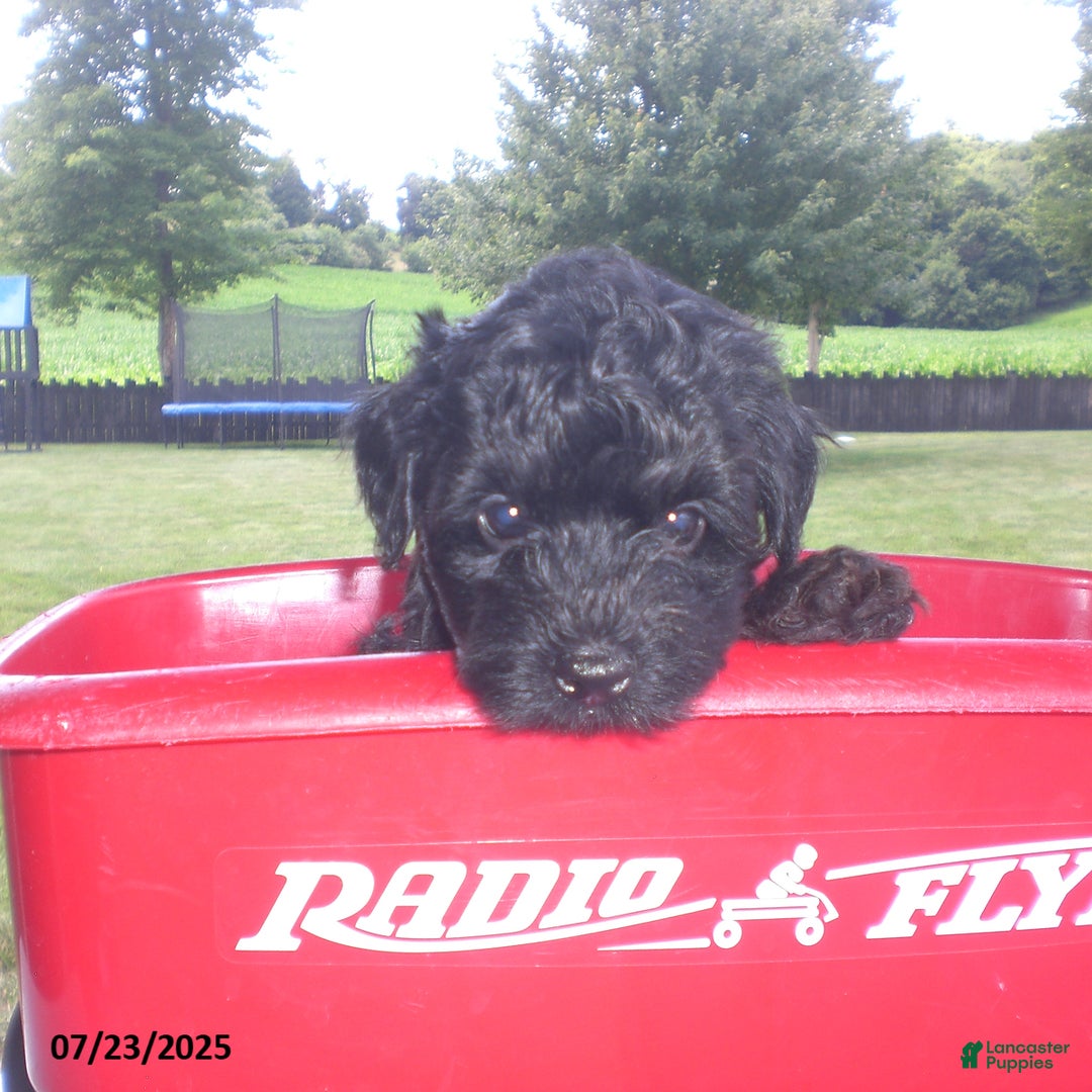 Yorkiepoo dogs for sale: Mack - Image 2