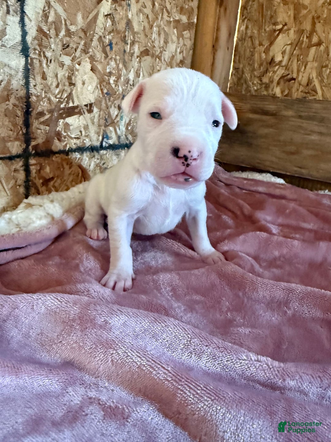 Dogo Argentino dogs for sale: M2 - Image 4