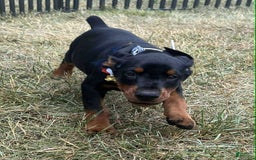 Doberman Pinscher dogs for sale: ZOEY - Image 2