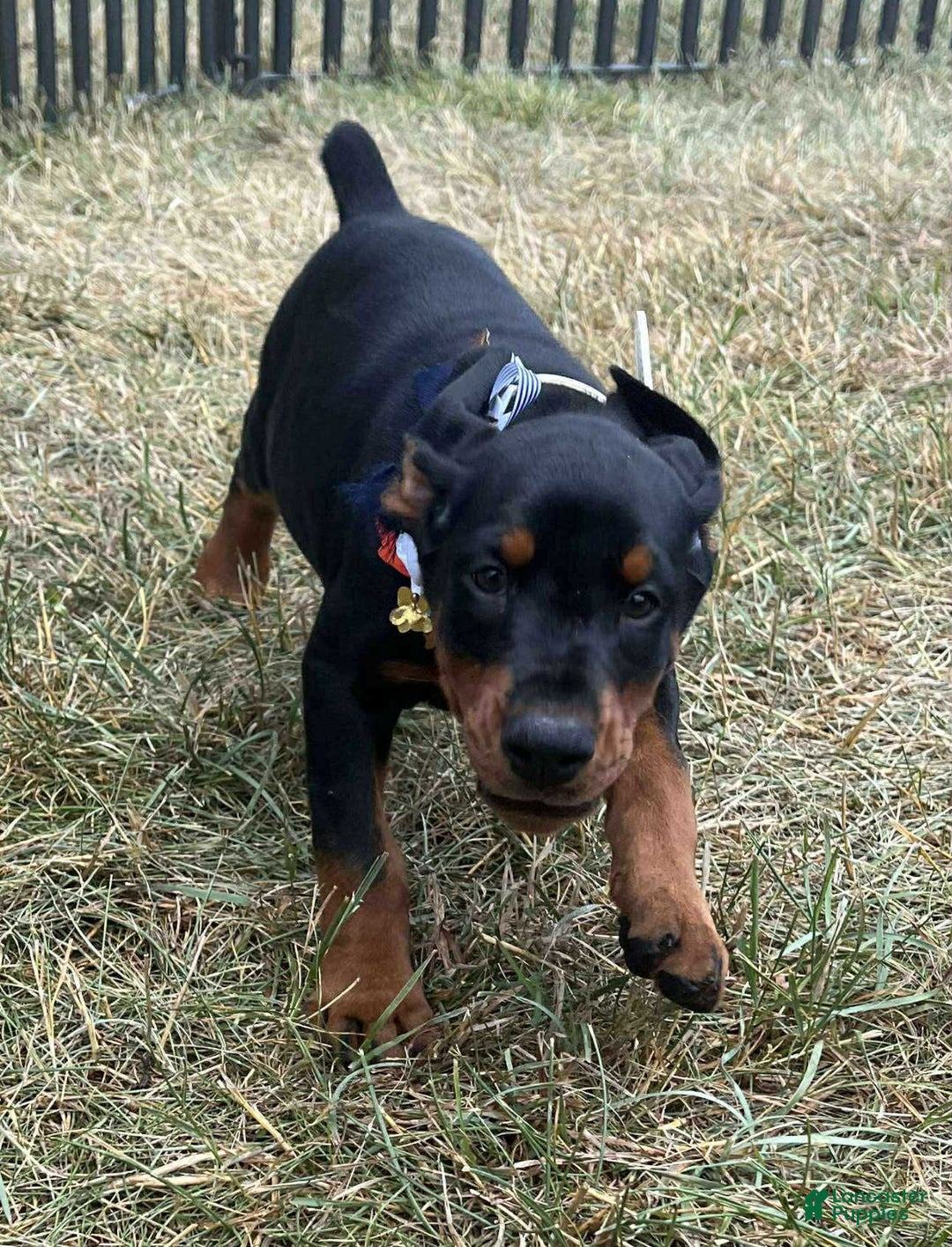 Doberman Pinscher dogs for sale: ZOEY - Image 2