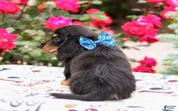 Miniature Dachshund dogs for sale: Quixie - Image 4